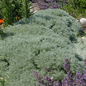 Plant Photo 9
