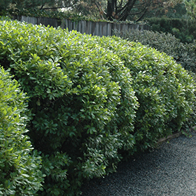 Plant Photo 3