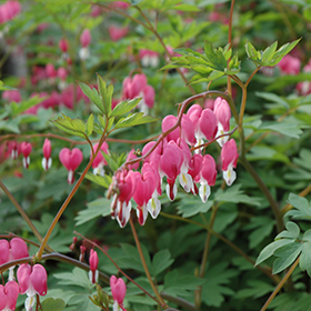 Plant Photo 9