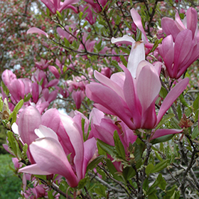 Plant Photo 4