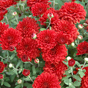 Plant Photo 10