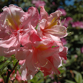 Plant Photo 1