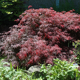 Plant Photo 4