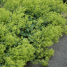 Plant Photo 10