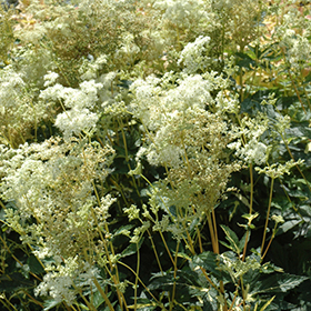 Plant Photo 5