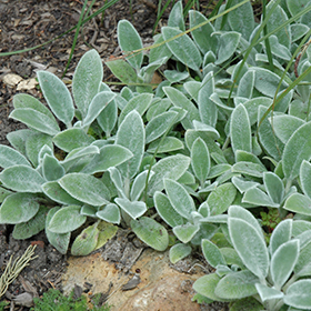 Plant Photo 6