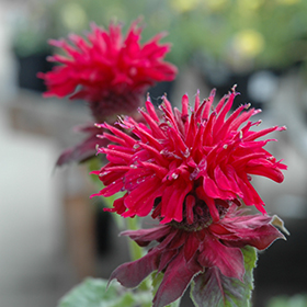 Plant Photo 6