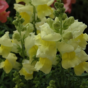 Plant Photo 8