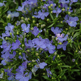Plant Photo 5