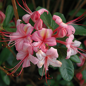 Plant Photo 6