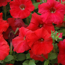 Plant Photo 5