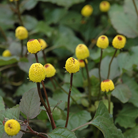 Plant Photo 7