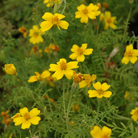 Plant Photo 2