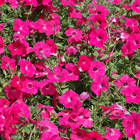 Plant Photo 8