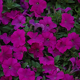 Plant Photo 1
