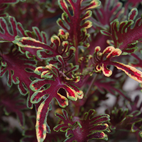 Plant Photo 3