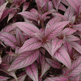 Plant Photo 8
