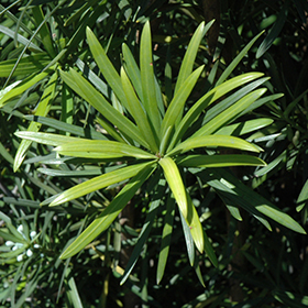Plant Photo 9
