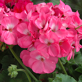 Plant Photo 3