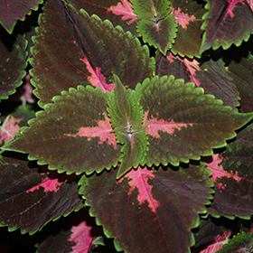 Plant Photo 10