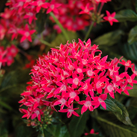Plant Photo 6