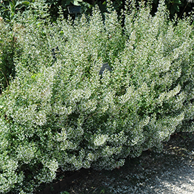 Plant Photo 8
