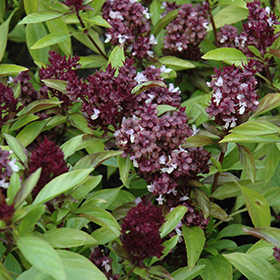 Plant Photo 10