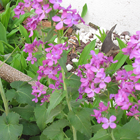 Plant Photo 9