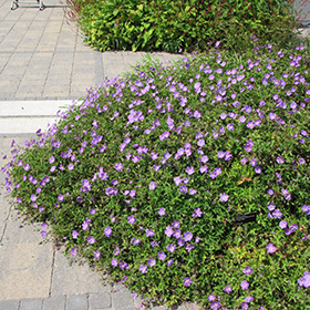 Plant Photo 9
