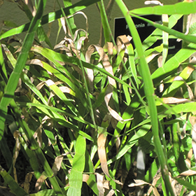 Plant Photo 1