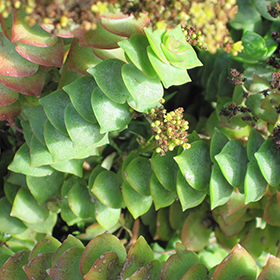 Plant Photo 6