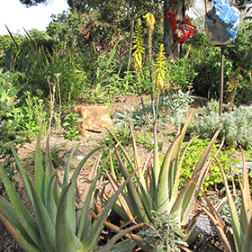 Plant Photo 3