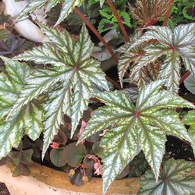 Plant Photo 1