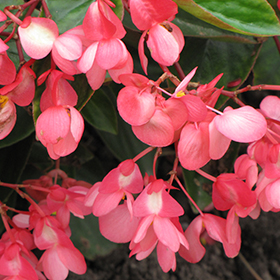 Plant Photo 9