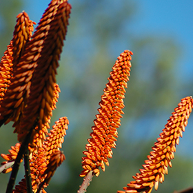 Plant Photo 2