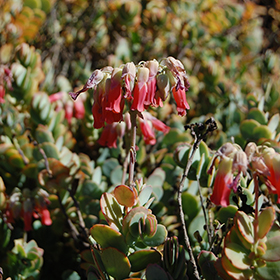 Plant Photo 1