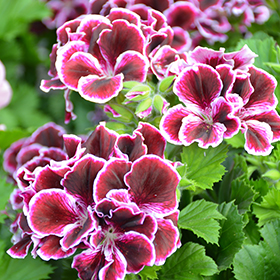 Plant Photo 7