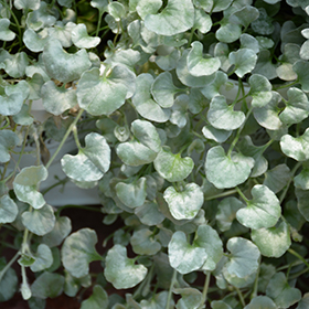 Plant Photo 7