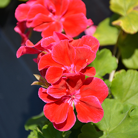 Plant Photo 4