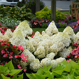 Plant Photo 4