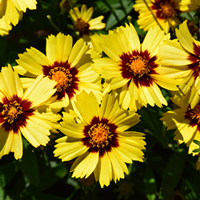 Plant Photo 6