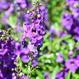 Plant Photo 5