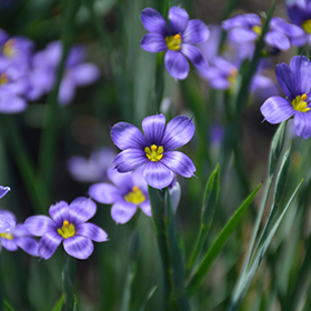 Plant Photo 3