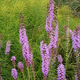 Plant Photo 9