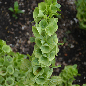 Plant Photo 7