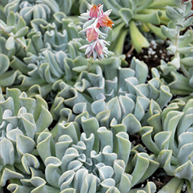 Plant Photo 4