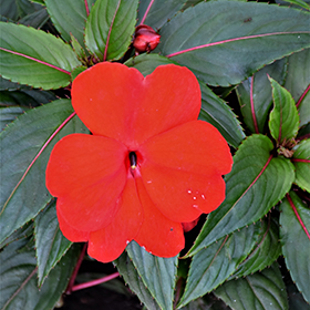 Plant Photo 2