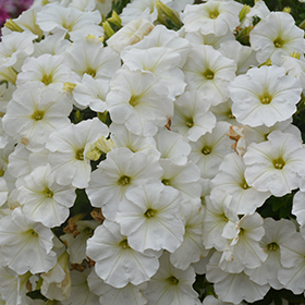 Plant Photo 4