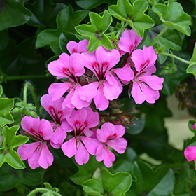 Plant Photo 1