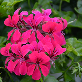 Plant Photo 10